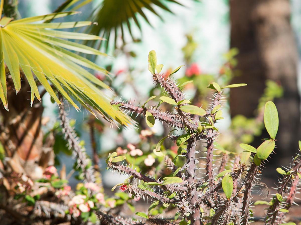 Bungalows Vistaflor Maspalomas  Kültér fotó